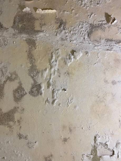 Best Toxic Mold Removal  in Helena West Helena, AR